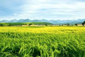 2021年西藏粮食产量达106.5万吨，比2020增加3.63万吨