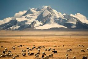 西藏和平解放70年农牧业特色产业得到蓬勃发展