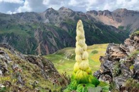 川藏路边的“大白菜”是珍稀植物塔黄,是牧民的经济种植药材不可摘