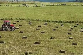 西藏新疆割草机收割牧草为动物们囤积口粮