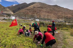 西藏那曲市尼玛县文布乡新时代文明实践所开展帮孤寡老人收元根志愿服务活动