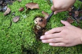 西藏山南市琼结县拉玉乡白那村学习菌菇种植技术助力乡村振兴