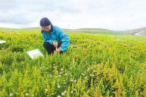 西藏籍大学生白玛曲珍入职博大生物回西藏开拓实施高原草原生态修复