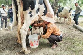 西藏曲水县2021年“中国农民丰收节”暨第七届奶牛大赛激发农牧民靠科技创新，发展现代奶业
