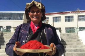 西藏改变藏红花栽培模式，品质提升规模扩大