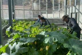 西藏无土栽培技术栽培出一系列新鲜蔬果，丰富了藏民蔬果篮