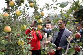 西藏林芝市米林县组织开展苹果产销接洽  助推全县林果产业发展