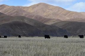 2021年拉萨本地牦牛肉惠民销售活动将于12月18-22日在西藏自治区会展中心举行