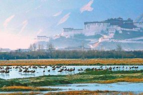 中国农业银行西藏分行全面做好2022年乡村振兴金融服务加快“三农”产业发展