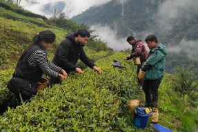 西藏墨脱县：茶园吐新绿 春茶采摘忙