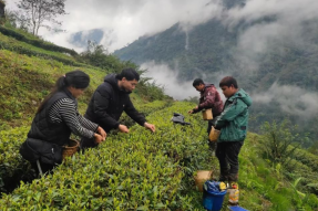 西藏墨脱：茶园吐新绿 春茶采摘忙