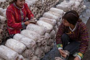 西藏墨脱县：采蘑菇的小姑娘