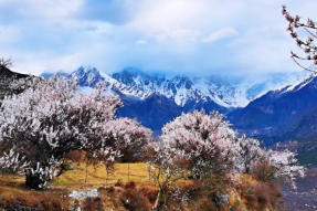 一个高原“网红村”的“桃花红利”