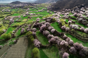 西藏林芝：桃花盛开之地，人与自然和谐共生