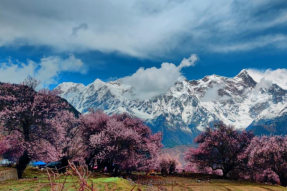 百万观众在雅鲁藏布大峡谷景区“云赏桃花”
