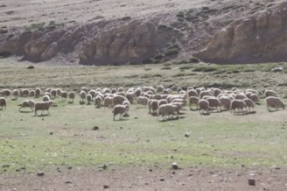 象雄半细毛羊已成为阿里农牧民增收的好帮手