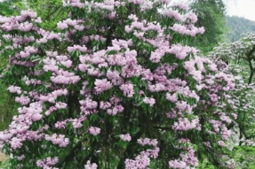 走，去林芝看黄牡丹和杜鹃花