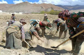 西藏自治区烟草专卖局（公司）积极推进驻村点烟草生态林建设