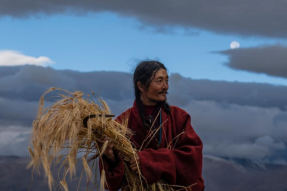 西藏青稞播种面积211万亩 打响“西藏青稞”品牌