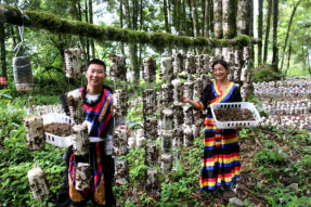 西藏林芝：菌菇喜获大丰收 珞巴风情再添味