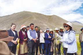 西藏农牧业发展亮点扫描：牧场牛羊肥壮 田间麦浪飘香