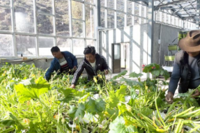 西藏边坝县草卡镇农业示范基地：“家门口”的致富路越走越宽