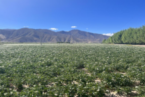 西藏南木林县2022年土豆种植面积达5.42万亩