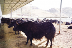 西藏规模化牦牛繁育技术取得重大突破