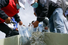 拉萨河增殖放流215万尾西藏特有鱼苗