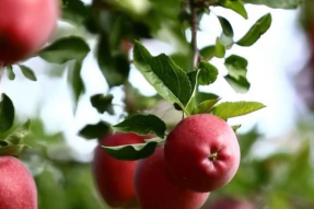 西藏昌都苹果进入成熟期 果农迎丰收