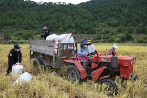 西藏林芝察隅县：风吹稻浪收割忙 丰收喜庆谷飘香