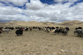 西藏日喀则市萨嘎县打出全力稳住农牧业基本盘“组合拳”