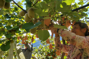 西藏林芝市察隅县：聚焦产业振兴 推动特色产业链优化升级