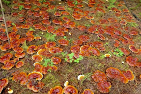 西藏米林：林下种灵芝 铺就致富路