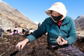 西藏嘉黎牧民迎人参果采挖季 天然“野果”创增收